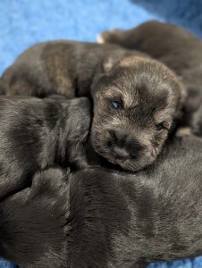 Schnauzer (Miniature) – Toowoomba