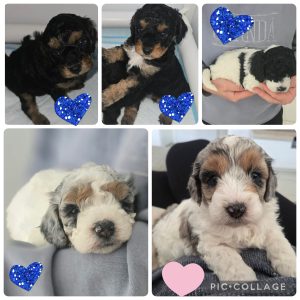 Cavoodle – Sanctuary Point