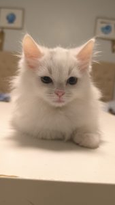 Turkish Angora – Sunnybank Hills