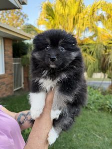 Pomsky – Forest Lake