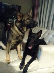 German Shepherd – Mornington