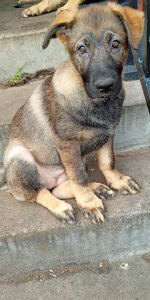 Dogs – Mornington