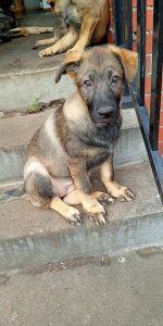 Dogs – Mornington