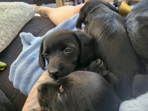 Dachshund – Culburra Beach