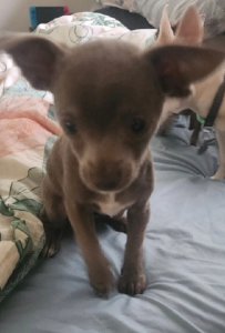 Chihuahua – Taromeo
