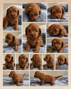 Cavoodle – Ballajura
