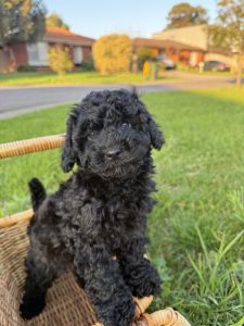 Toy Poodle – Werribee