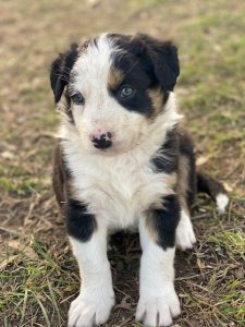 Border Collie – Tamborine