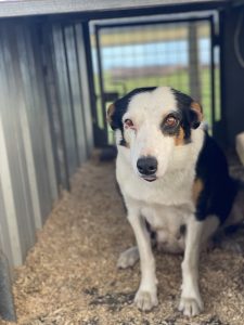 Border Collie – Tamborine