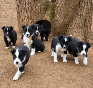 Border Collie – Jamisontown