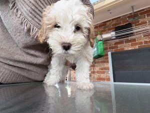 Cavoodle – Cecil Park