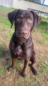Labrador Retriever – Greenfields
