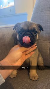 Pug – Adelaide
