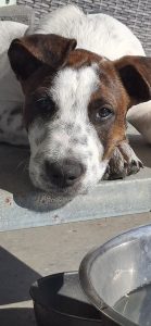 Australian Stumpy Tail Cattle Dog – Woodford