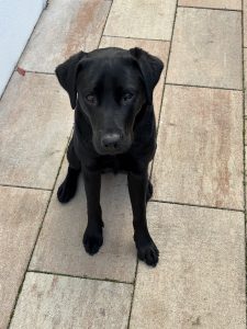 Labrador Retriever – Ascot
