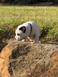 Staffordshire Bull Terrier – Mount Barker