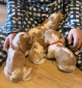 Dogs – Branxton