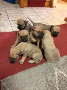 Dogs – Warrane