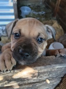 American Staffordshire Bull Terrier – Warrane