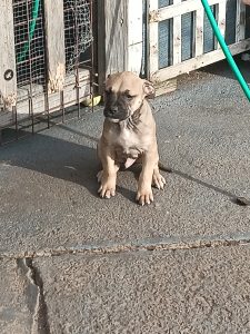 American Staffordshire Bull Terrier – Warrane