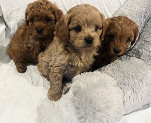Cavoodle – Wellard