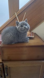 British Shorthair – Point Cook