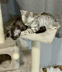 Cats – Logan Central