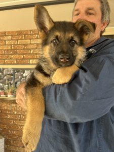 German Shepherd – Windaroo