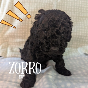 Cavoodle – Launceston