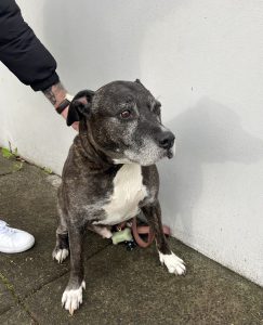 Staffordshire Bull Terrier – Marrickville