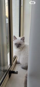 Ragdoll – Salisbury