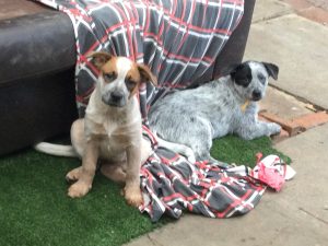 Australian Cattle Dog – Upwey