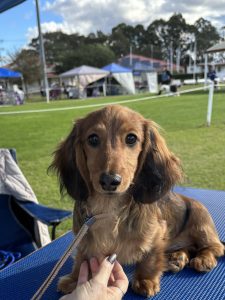 Dachshund – Goulburn