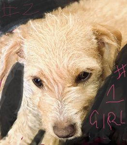 Cavoodle – Villawood
