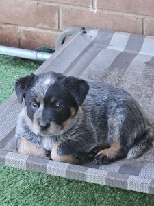 Australian Cattle Dog – Dubbo