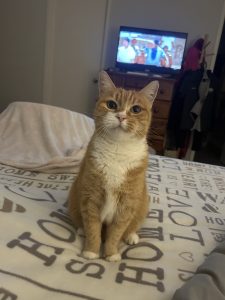 Ginger Cat – Redland Bay