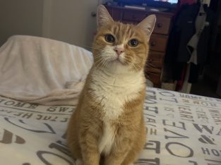 Ginger Cat – Redland Bay