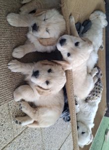 Golden Retriever – Wickepin