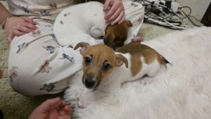 Jack Russell – Gladstone