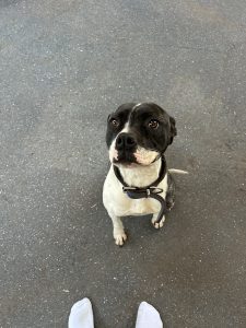 Dogs – Port Kennedy
