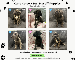 Cane Corso – Elderslie