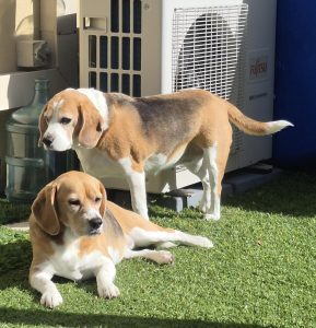 Beagle – North Gosford
