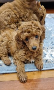 Toy Poodle – Emu Plains