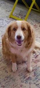 Border Collie – Saint Andrews