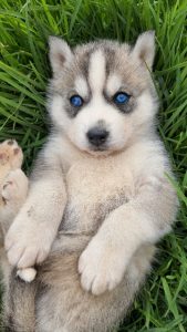 Husky – Newcastle