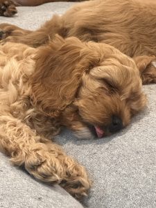 Cavoodle – Maitland
