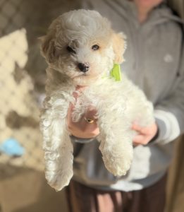 Bichon Frise – Jerrabomberra