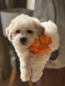 Bichon Frise – Peter