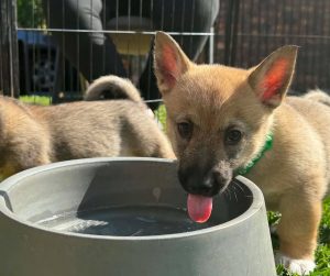 Swedish Vallhund – Warner