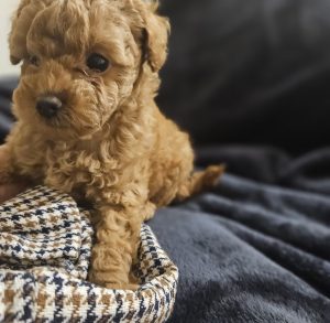 Poodle Mini – Moggill